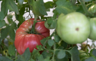 Tomate rosa